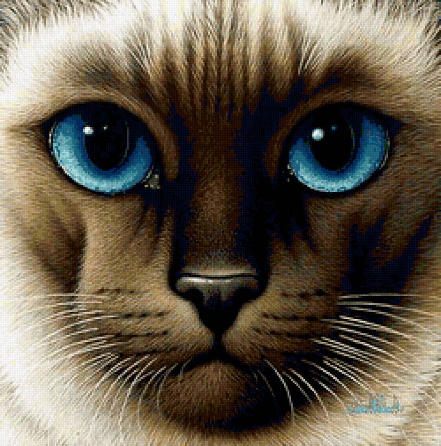 кот - предпросмотр