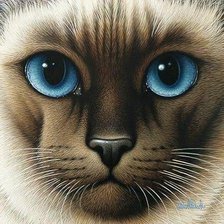 Схема вышивки «кот»