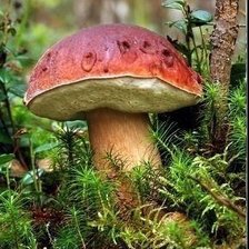 Схема вышивки «Белый гриб»