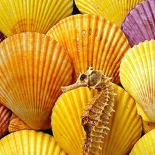 Схема вышивки «Ракушки»