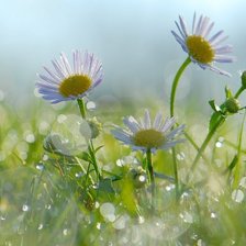 Схема вышивки «Ромашки»