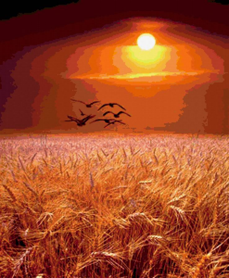 Поле ржи на закате - закат, птицы, поле - предпросмотр