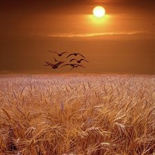 Схема вышивки «Поле ржи на закате»