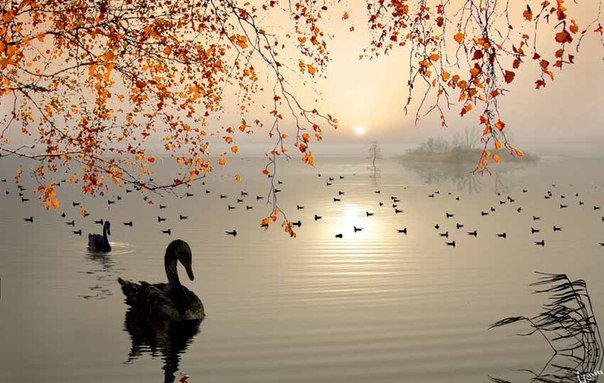 На закате - пруд, утки, закат - оригинал