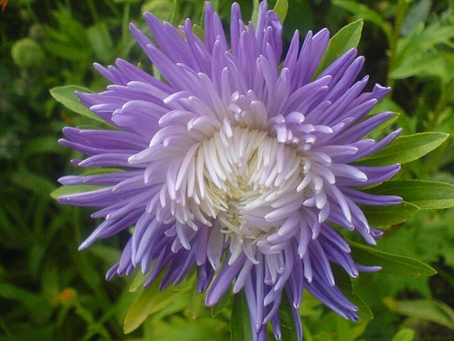 Астра - цветы - оригинал