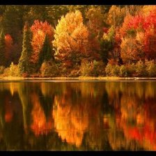 огненный лес