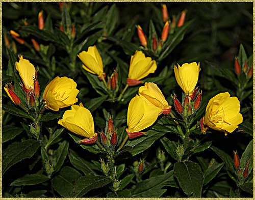 №330470 - цветы - оригинал