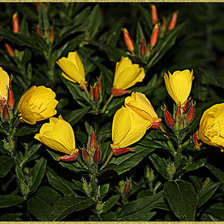 Схема вышивки «№330470»