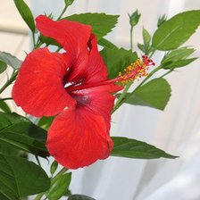 Схема вышивки «гибискус»