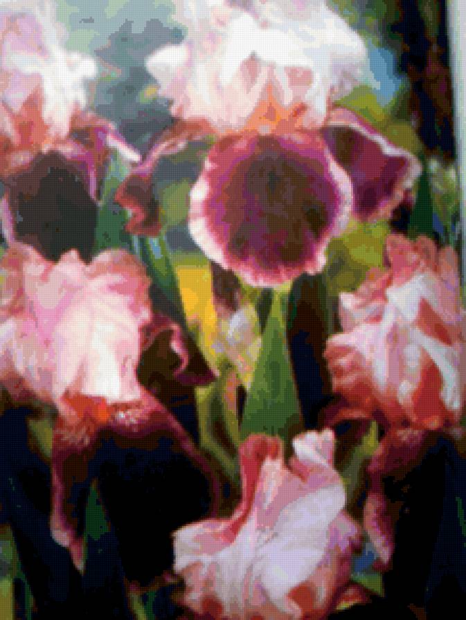 ирисы - растение, цветок - предпросмотр