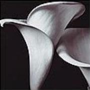 Схема вышивки «триптих цветы 1»