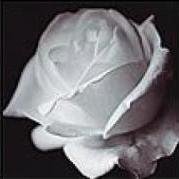 Схема вышивки «триптих цветы 2»