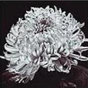 Схема вышивки «триптих цветы 4»