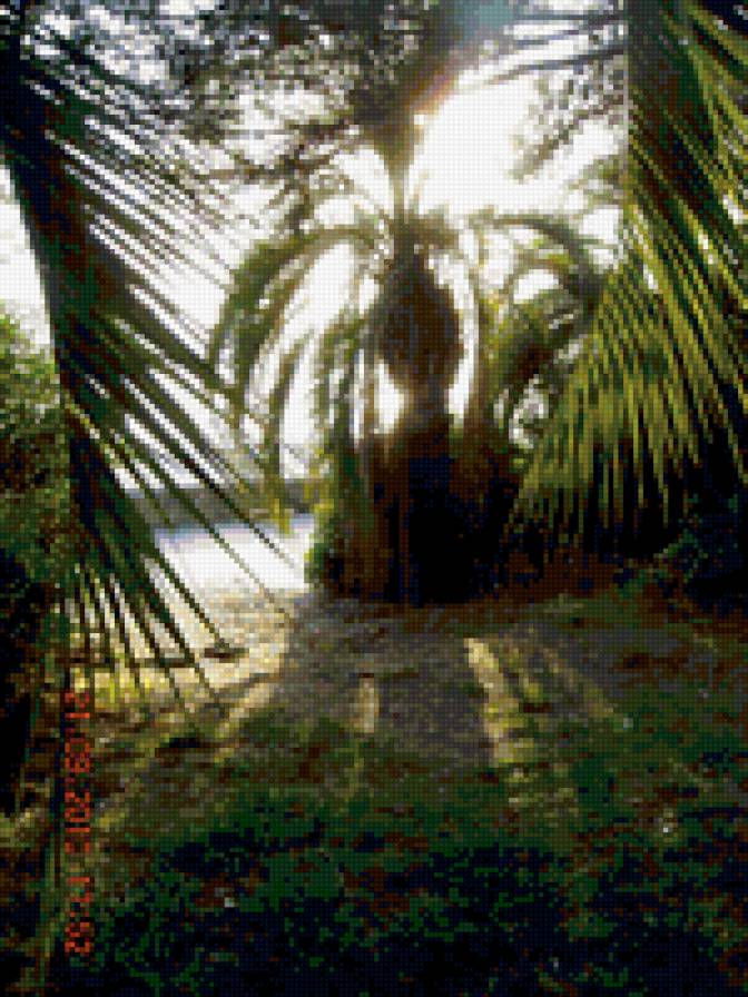 ПАЛЬМА ОТДЫХ МОРЕ - предпросмотр