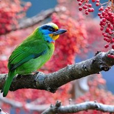 Схема вышивки «рябина и птица»