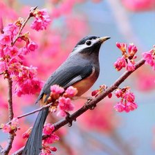 птичка на ветке