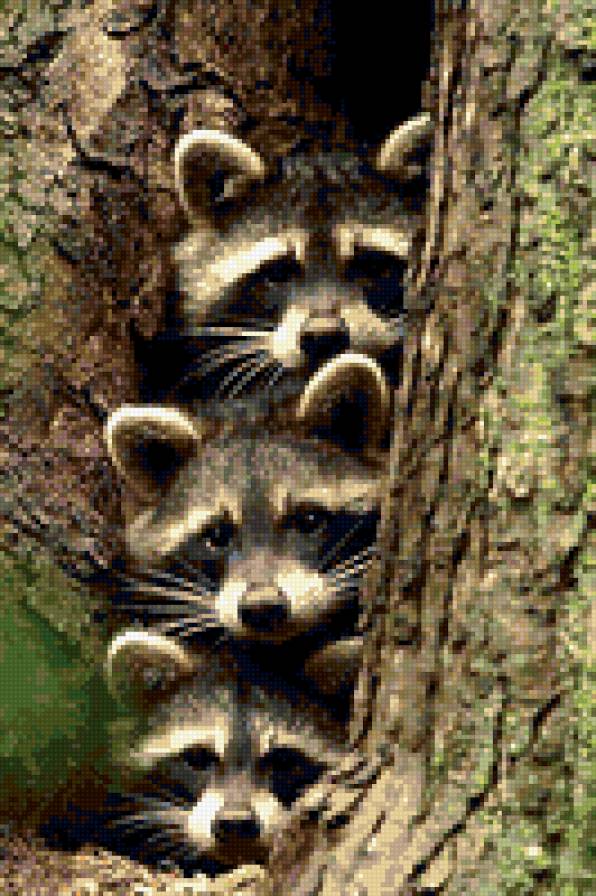 еноты - предпросмотр