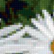 Предпросмотр схемы вышивки «ромашки» (№330977)