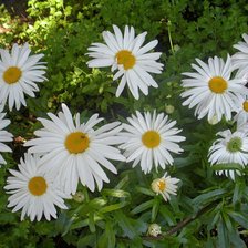 Схема вышивки «ромашки»