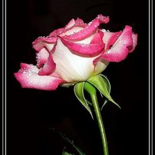 Схема вышивки «роза»