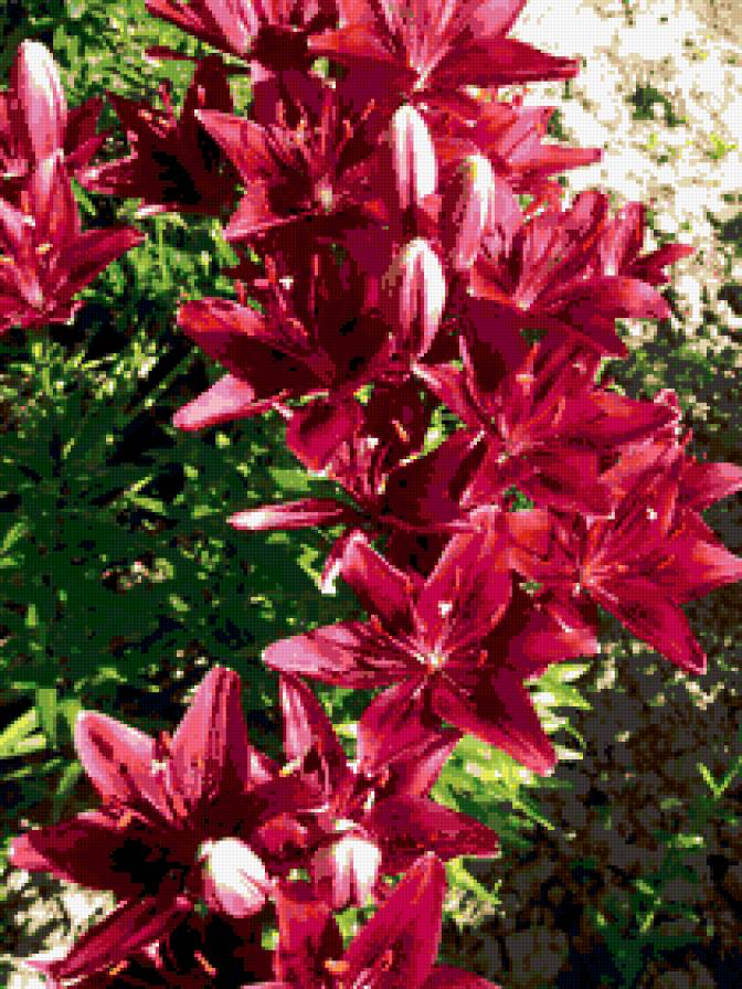 лилия - цветы, лилии - предпросмотр