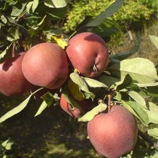 Схема вышивки «яблоки»