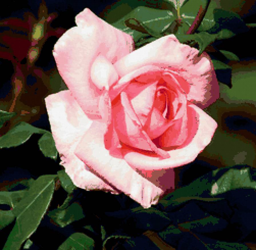 роза - розы, цветок, цветы, роза - предпросмотр