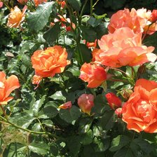 Схема вышивки «розы»