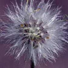 Схема вышивки «№331002»