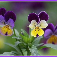 Схема вышивки «№331004»