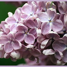 Схема вышивки «№331005»