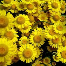 Схема вышивки «№331006»