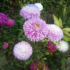 Схема вышивки «астры»