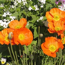 Схема вышивки «№331026»