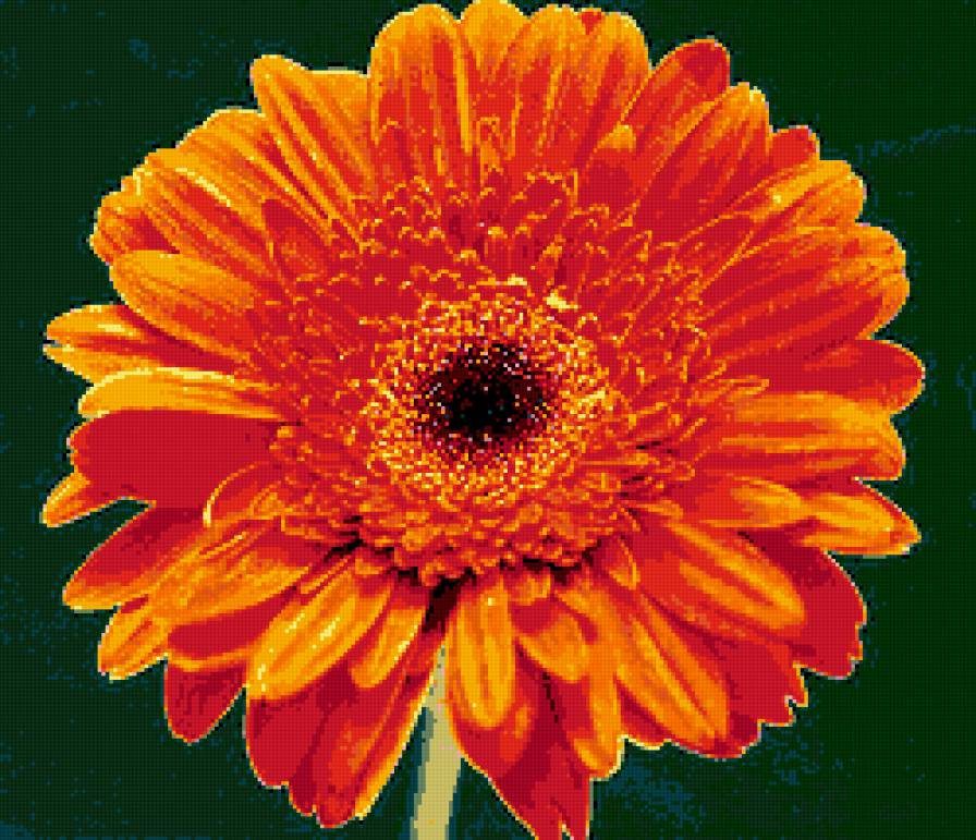 гербера - цветок, герберы, цветы - предпросмотр