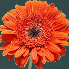 Схема вышивки «гербера»