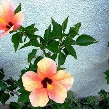 Схема вышивки «гибискус»