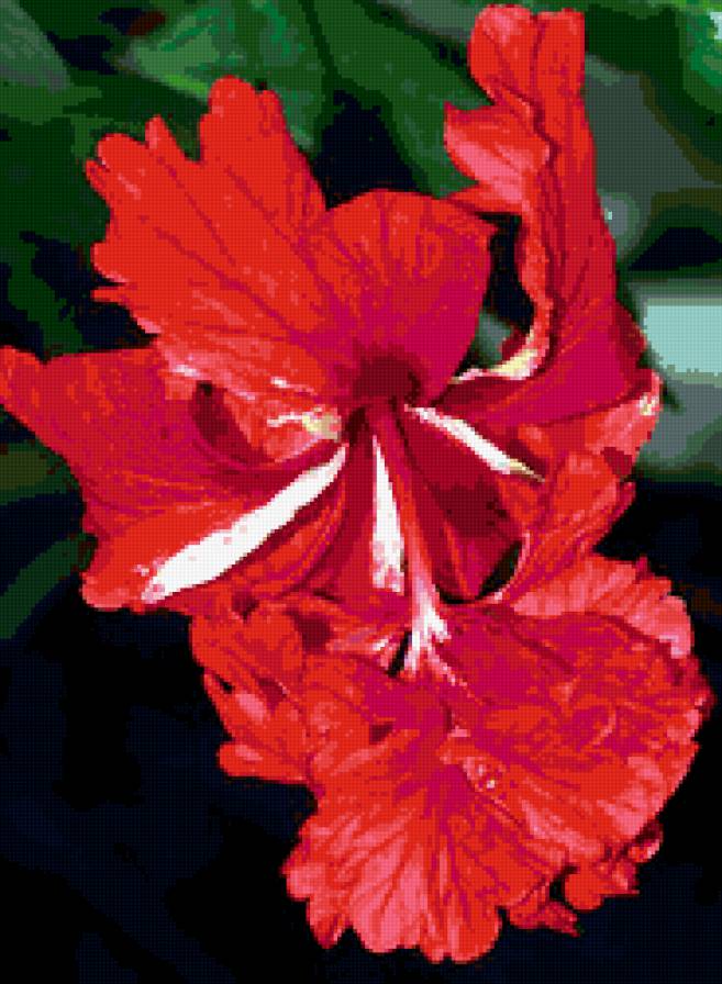 гибискус - цветы, гибискус - предпросмотр