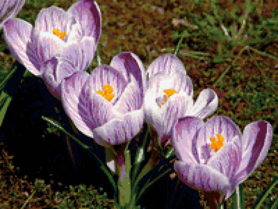 крокусы - цветы, весна, крокусы - предпросмотр