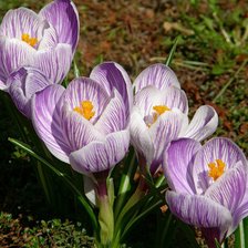 Схема вышивки «крокусы»