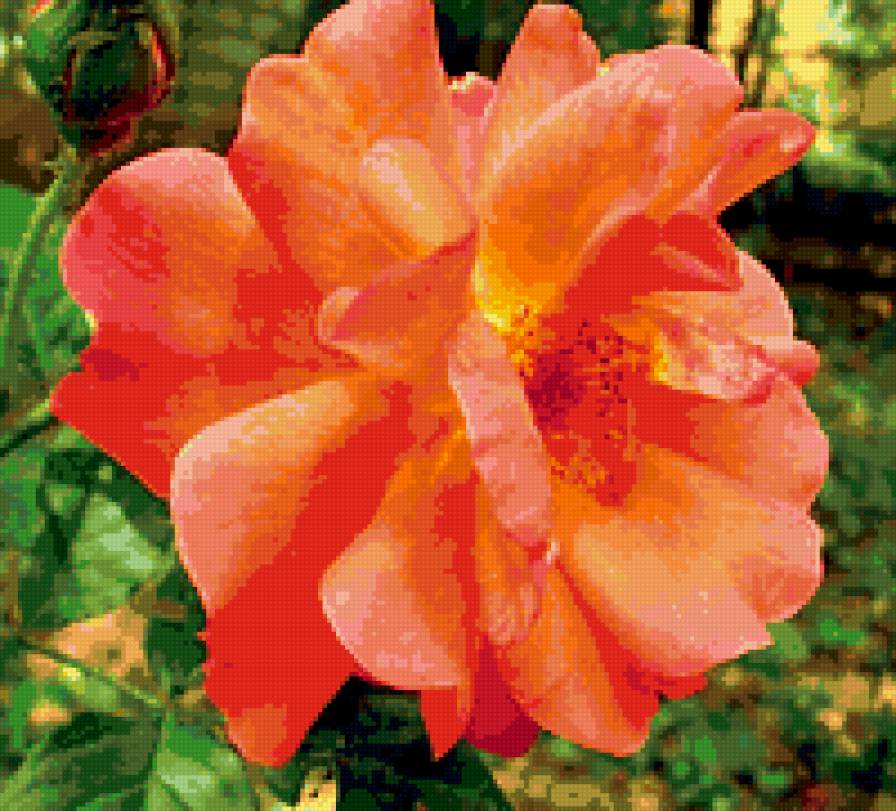 роза - цветы, цветок, роза, розы - предпросмотр