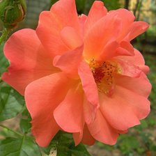 Схема вышивки «роза»