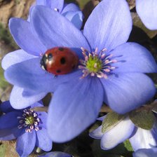 Схема вышивки «№331058»