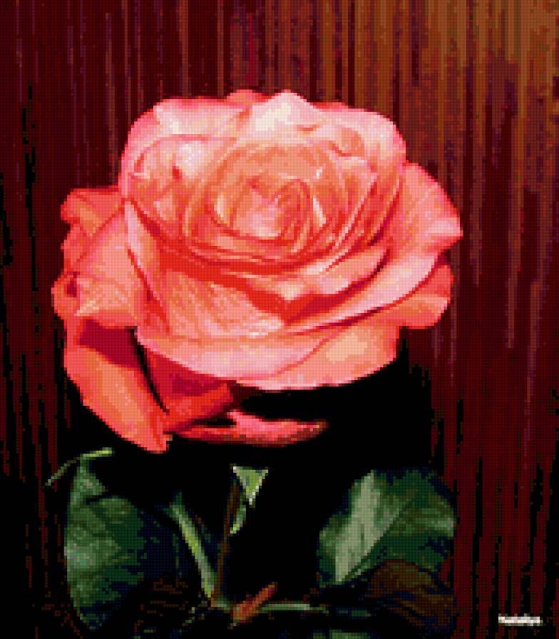 роза - розы, роза, цветок, цветы - предпросмотр