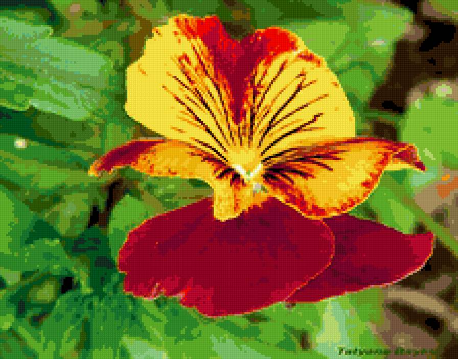 №331065 - цветы, фиалки, цветок - предпросмотр