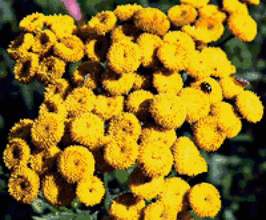 пижма - насекомые, цветы - предпросмотр