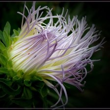 Схема вышивки «астра»