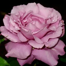 Схема вышивки «роза»