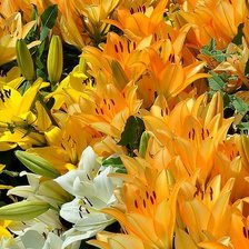 Схема вышивки «лилии»