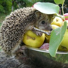 Схема вышивки «животные»